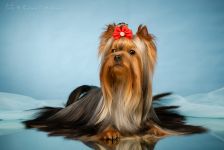 СН. ЖЕМЧУЖИНА КЛЯЗЬМЫ ЮЛИАНА ДЖАЙВ (GСH. HELMIDGE J'ADORE DIOR & СH. ЖЕМЧУЖИНА КЛЯЗЬМЫ ПРИМА ДОНА)