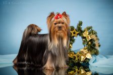 СН. ЖЕМЧУЖИНА КЛЯЗЬМЫ ЮЛИАНА ДЖАЙВ (GСH. HELMIDGE J'ADORE DIOR & СH. ЖЕМЧУЖИНА КЛЯЗЬМЫ ПРИМА ДОНА)