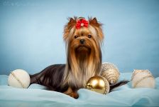 СН. ЖЕМЧУЖИНА КЛЯЗЬМЫ ЮЛИАНА ДЖАЙВ (GСH. HELMIDGE J'ADORE DIOR & СH. ЖЕМЧУЖИНА КЛЯЗЬМЫ ПРИМА ДОНА)