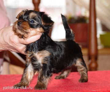 �������, ������� 1 ���.2 ���. ���� �������� 20.02.26�